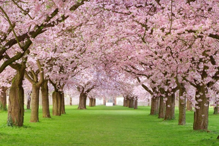 a large tree in a park