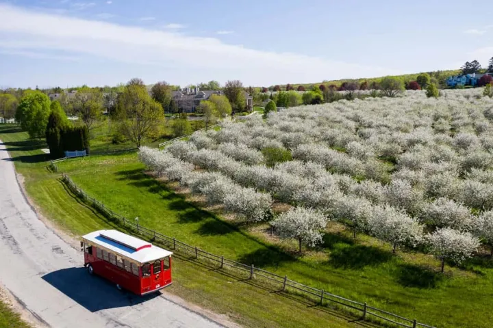 Red trolley on road by orchard with rows of blooming trees under blue sky.
