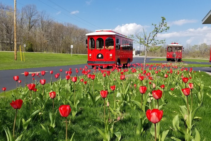 Red trolleys on road near blooming red tulip field under blue sky.