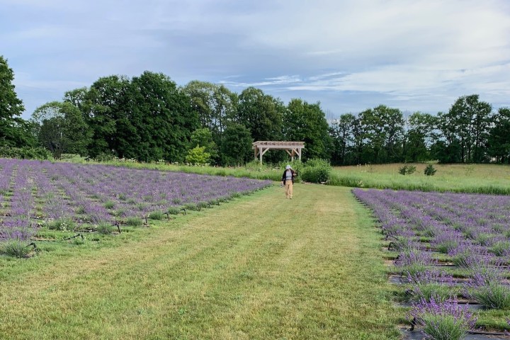 a person standing on a lush green field